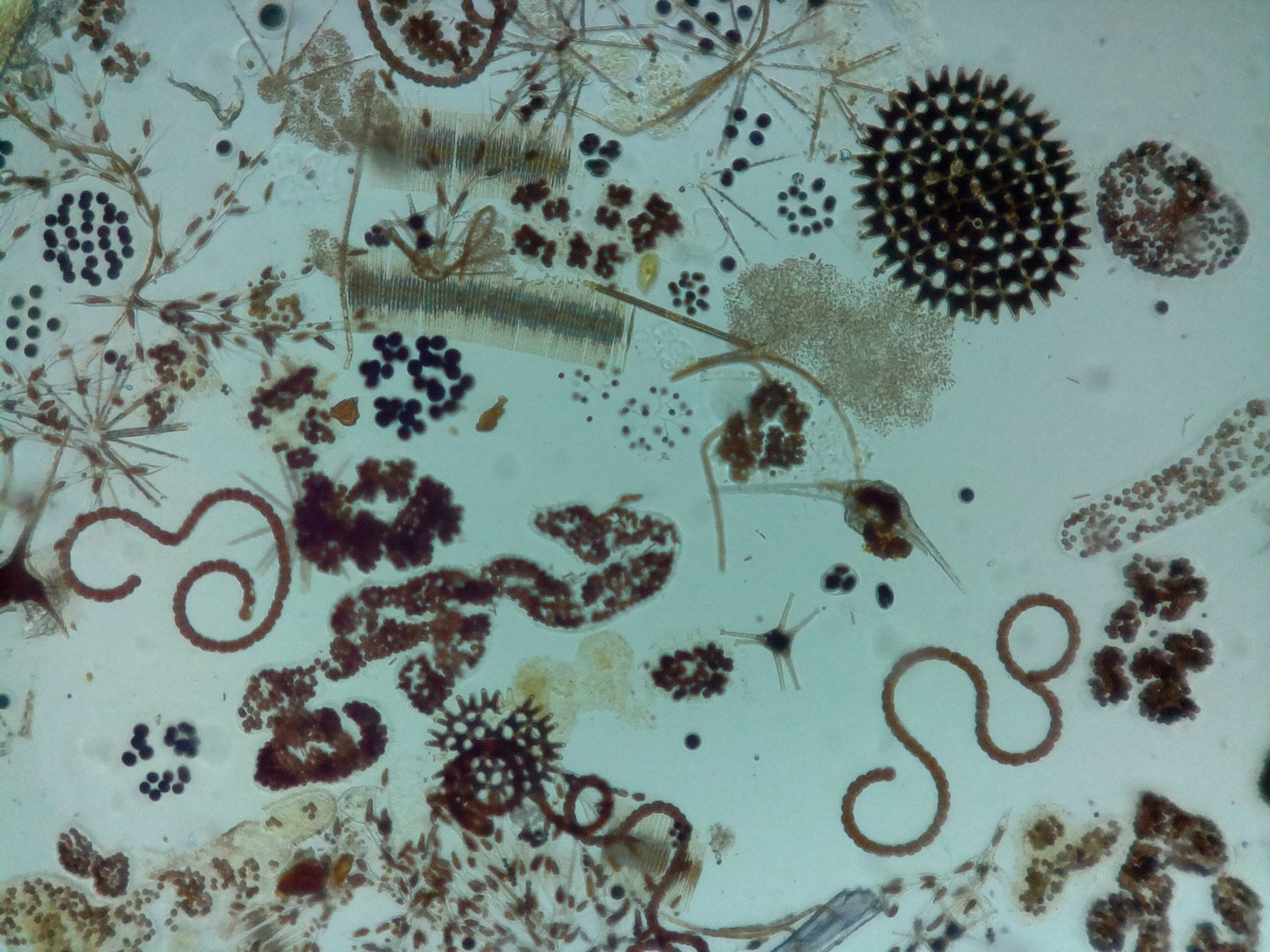 Cyanobacteria